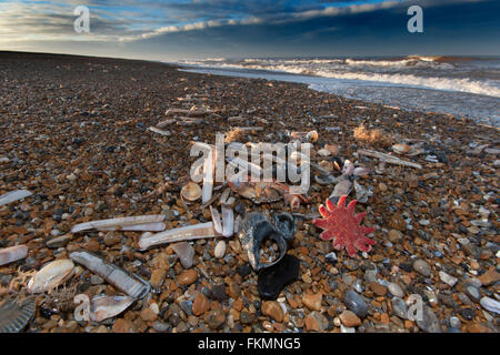 Sunstar comune e stelle marine su Tideline Norfolk UK Winter Foto Stock