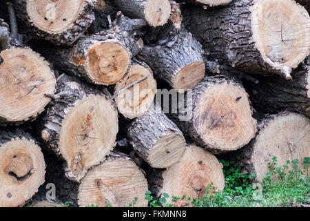 Tagliare i tronchi da un albero di cenere, Fraxinus, mostrando segni di sega e fori causati dall'inizio del decadimento interno. Spesso una ferita grande al t Foto Stock