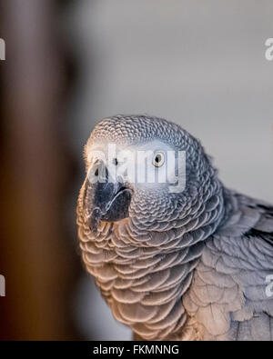 Una femmina di pappagallo grigio africano, Psittacus erithacus, ritratto. Foto Stock