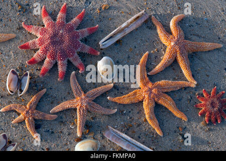 Sunstar comune e stelle marine su Tideline Norfolk UK Winter Foto Stock