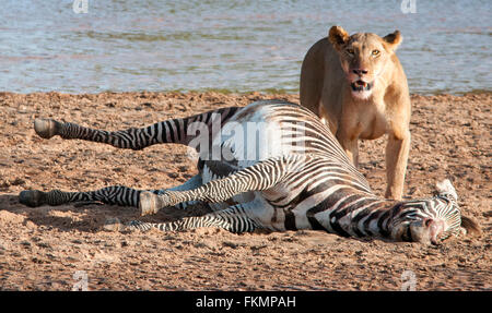 Leonessa (Panthera leo) con Zebra Grevys Kill (Equus grevyi), da Ewaso Nyiro, Samburu riserva nazionale, Kenya, Africa orientale Foto Stock