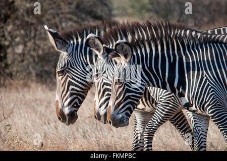 Di Grevy Zebra (Equus grevyi), Samburu riserva nazionale, Kenya, Africa orientale Foto Stock