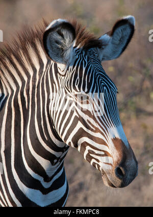 Di Grevy Zebra (Equus grevyi), Samburu riserva nazionale, Kenya, Africa orientale Foto Stock