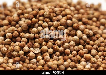 Fase organica essiccata di semi di coriandolo (Coriandrum sativum) closeup Foto Stock