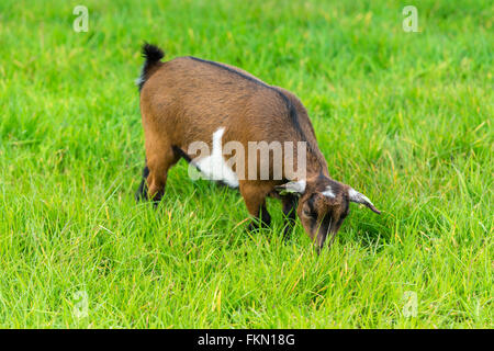 Una capra marrone mangiare erba verde a livello di azienda Foto Stock