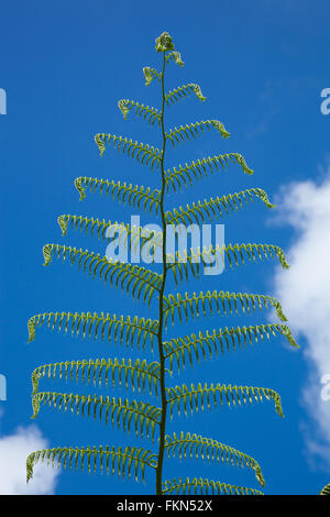 Giant foglia di felce con cielo blu Foto Stock