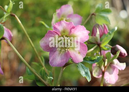 Veratro rosa fiori rosa quaresimale, Helleborous orientalis, in un giardino inglese in primavera Foto Stock