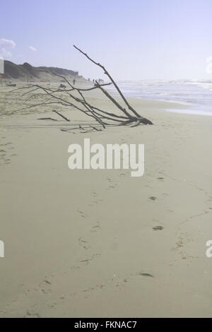 Driftwood tree sul litorale Foto Stock