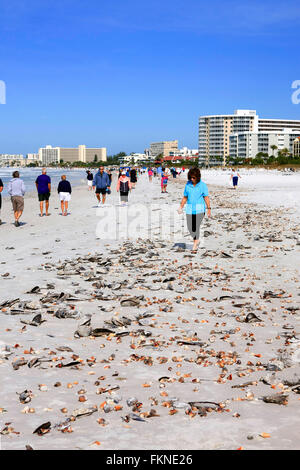 Vista della Siesta Key Beach a Sarasota Florida dopo una marea alta e migliaia di laici conchiglie sulla spiaggia Foto Stock