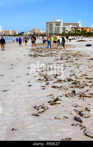 Vista della Siesta Key Beach a Sarasota Florida dopo una marea alta e migliaia di laici conchiglie sulla spiaggia Foto Stock