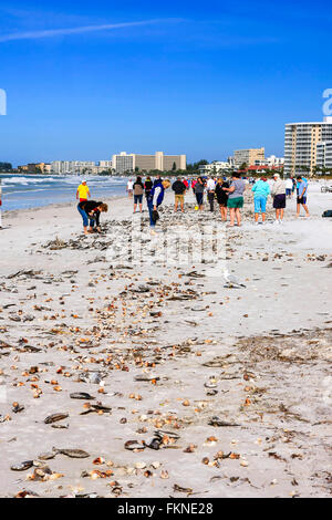 Vista della Siesta Key Beach a Sarasota Florida dopo una marea alta e migliaia di laici conchiglie sulla spiaggia Foto Stock