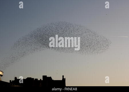 Aberystwyth, Wales, Regno Unito. 9 Marzo, 2016. Meteo: il tramonto quando un gigantesco murmuration di storni ritorno a roost sotto al vecchio molo vittoriano Credito: mike davies/Alamy Live News Foto Stock