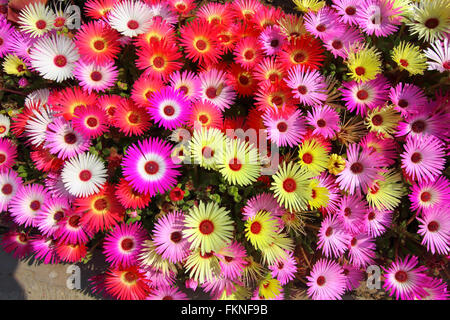 Bellissimo sfondo floreale di rosa, limone, arancio, bianco e rosso o Mesembryanthemum Livingstone daisy piante in piena fioritura. Foto Stock