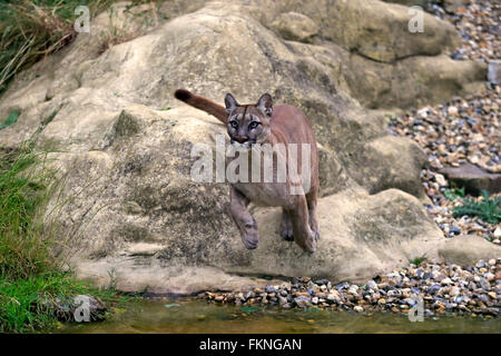 Mountain Lion, America / (Felis concolor) Foto Stock