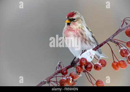 Comune (Redpoll Carduelis flammea), Montana Foto Stock