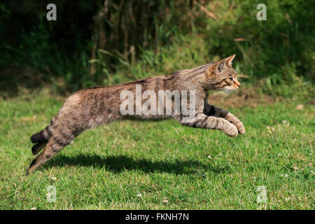 Scottish Wildcat, Surrey, Inghilterra, Europa / (Felis silvestris silvestris) Foto Stock