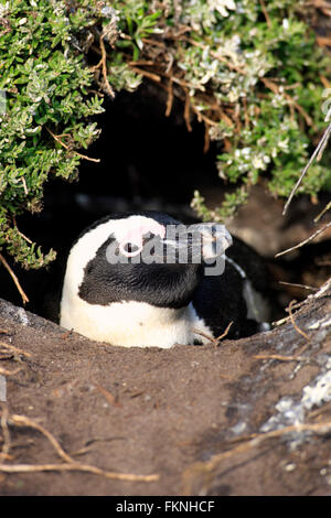 Jackass Penguin, African penguin, punto pietrose, Betty's Bay, Western Cape, Sud Africa Africa / (Spheniscus demersus) Foto Stock