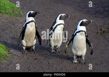 Jackass Penguin, punto pietrose, Betty's Bay, Western Cape, Sud Africa Africa / (Spheniscus demersus) Foto Stock