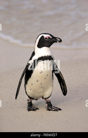 Jackass Penguin, punto pietrose, Betty's Bay, Western Cape, Sud Africa Africa / (Spheniscus demersus) Foto Stock