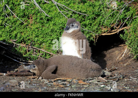 Jackass Penguin, African penguin, youngs, Boulders Beach, Simonstown, Western Cape, Sud Africa Africa / (Spheniscus demersus) Foto Stock