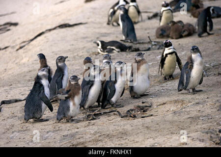 Jackass Penguin pinguino africano adulto con youngs Boulders Beach Simonstown Western Cape South Africa Africa / (Spheniscus Foto Stock