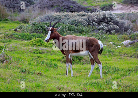 Bontebok adulto Table Mountain Nationalpark Capo di Buona Speranza Western Cape South Africa Africa / (Damaliscus dorcas dorcas) Foto Stock