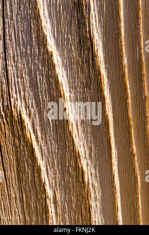 Extreme close up weathered staccionata in legno listone mostra coarse configurazione a grana di legno. Foto Stock