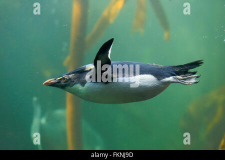 Pinguino saltaroccia, Sud Africa Africa / (Eudyptes chrysocome) Foto Stock