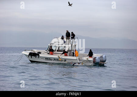 Shark barca safari squalo barca Explorer con i turisti subacquei Simonstown Western Cape South Africa Africa Foto Stock