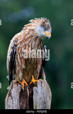 Aquilone rosso, Germania, Europa / (Milvus milvus) Foto Stock