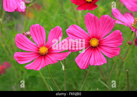 Giardino Cosmo / (Cosmos bipinnatus) Foto Stock