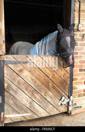 A cavallo con una maschera per il viso per evitare di essere morso da mosche per la quale egli ha una brutta reazione. Luglio 205 Foto Stock