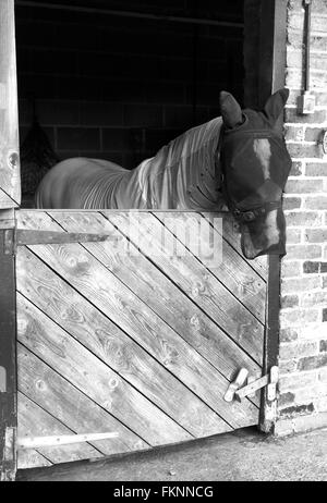 Cavallo con una maschera per evitare di essere morso da mosche a cui ha una cattiva reazione. Luglio 2015 Foto Stock