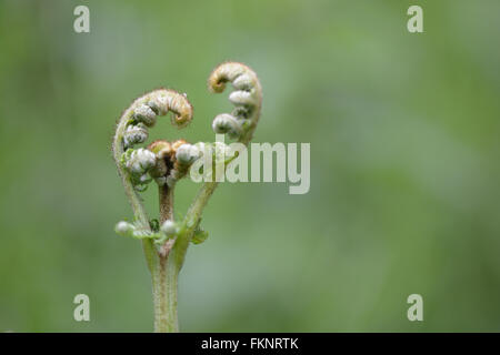 Bracken (Pteridium aquilinum). Nuovo fronde dispiegarsi come molla prende in mano, a felce in famiglia Dennstaedtiaceae Foto Stock