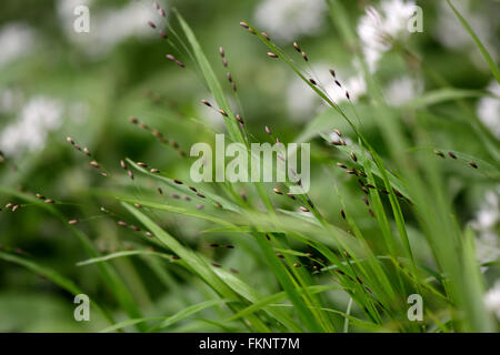 Legno (melick Melica uniflora). Un'erba nella famiglia Poaceae in fiore in un bosco britannico Foto Stock