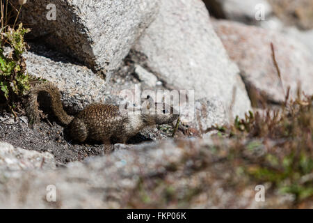 Un solitario California terra scoiattolo (Otospermophilus beecheyi) mantiene un occhio fuori per qualcosa. Foto Stock