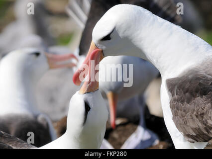 Una coppia di black-browed albatross (Thalassarche melanophris) mostrano il comportamento di corteggiamento presso il loro nido. Saunder Isola, Falkland Foto Stock