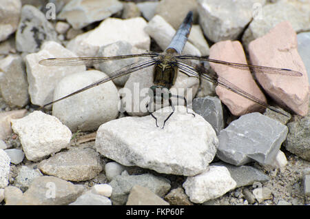 Libellula blu (Libellula depressa) sulle rocce Foto Stock