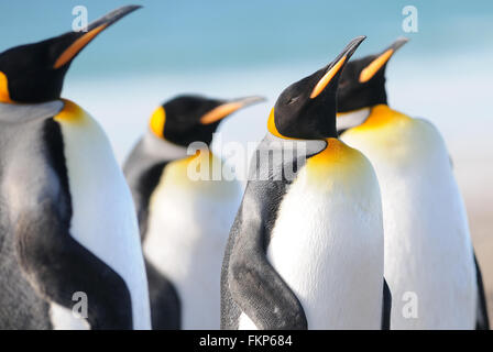 Re pinguini (Aptenodytes patagonicus). Saunders Island, Isole Falkland Foto Stock