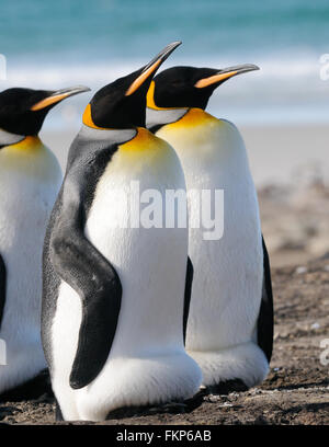 Re pinguini (Aptenodytes patagonicus). Uno ha la sua custodia di covata estesa per proteggere un pulcino. Saunders Island, Isole Falkland Foto Stock
