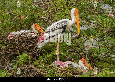 Coloniale di nido di cicogna verniciata (Mycteria leucocephala) in natura. Foto Stock