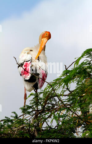 Coloniale di nido di cicogna verniciata (Mycteria leucocephala) in natura. Foto Stock