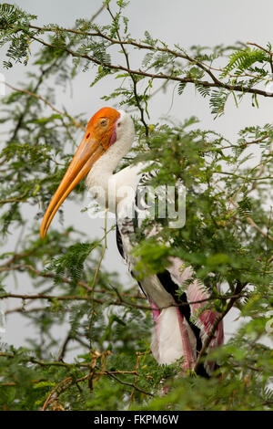 Coloniale di nido di cicogna verniciata (Mycteria leucocephala) in natura. Foto Stock