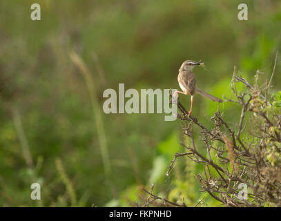 Grazioso uccello Prinia Foto Stock