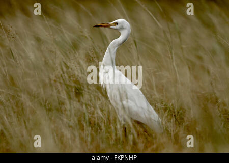 Grande airone bianco nel campo di erba Foto Stock