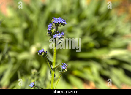 Minuscoli fiori viola su un Nepeta 'Purple Haze' impianto in un giardino botanico in California del Sud Foto Stock