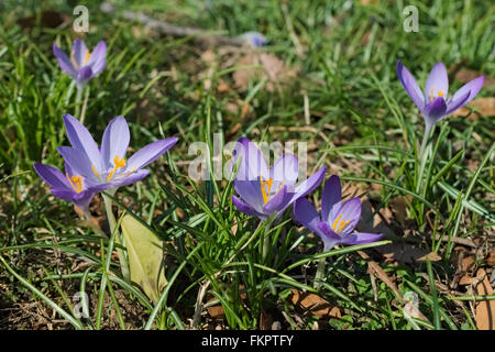 Numerose croci viola fiorisce in un campo. Foto Stock