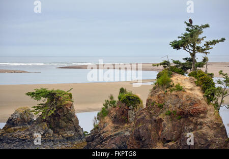 Bella Oregon costa con eagle in seduta treetop Foto Stock