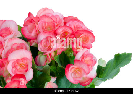 Rosa begonia isolati su sfondo bianco Foto Stock
