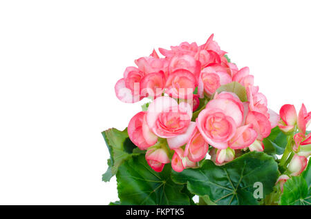 Rosa begonia isolati su sfondo bianco Foto Stock